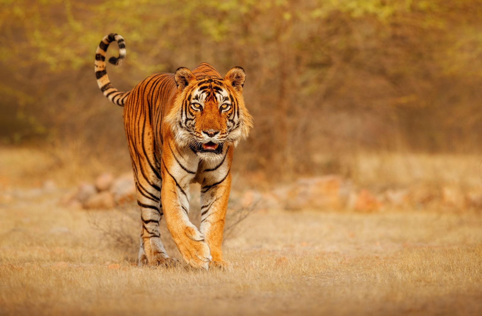 Thurgau Ganga Vilas: Spuren des Bengal-Tigers